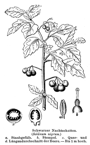 Black nightshade