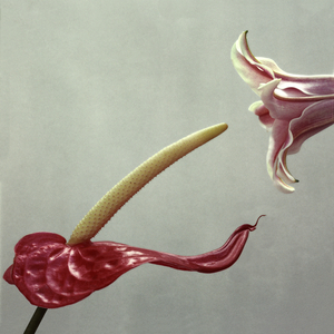 Anthurium & Lily