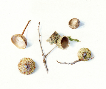 Acorn Cups, 2012 (watercolour on paper)