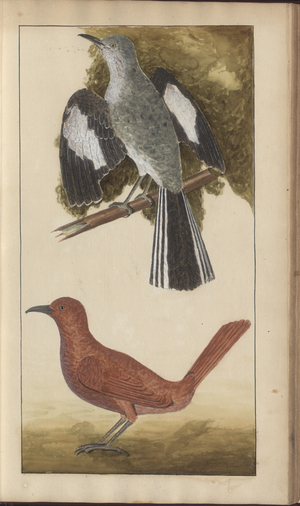 A page from the 'Elegancies of Jamaica', Vol V, 19, 1759-1780s (w/c on paper)