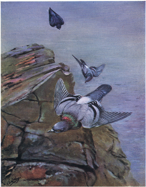 Rock Dove (litho)