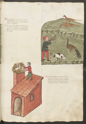 Full page: text and miniatures: " Fasani " - " Pavone " (miniature)