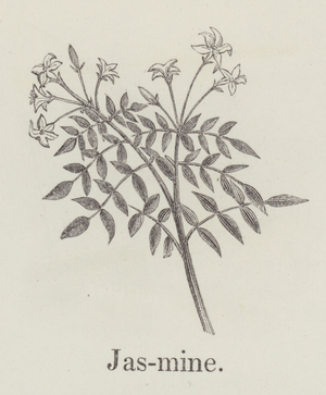 Jasmine (engraving)