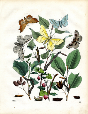 Butterflies and Their Developmental Stages with Host Plants (hand-coloured litho)