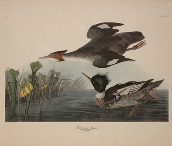 Red-Breasted Merganswer, Mergus Serrator, colour engraving by R. Havell, 1838 (colour engraving)