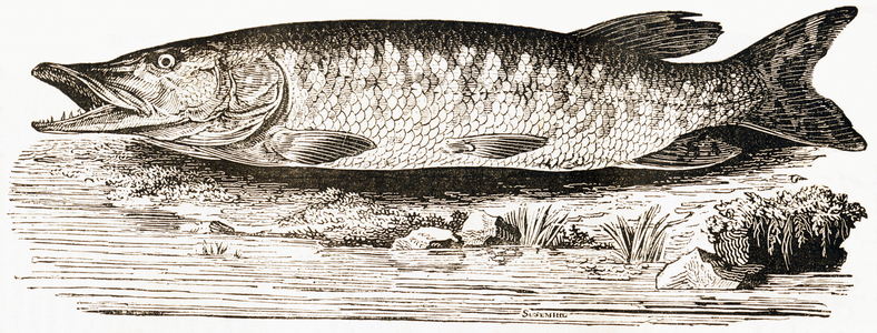 The common pike, 1892 (engraving)