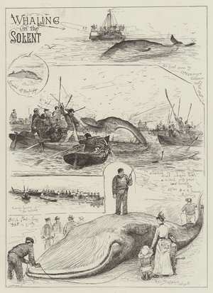 Whaling in the Solent (engraving)