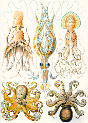  Examples of various Cephalopods 'Kunstformen der Natur', 1899 (colour litho)