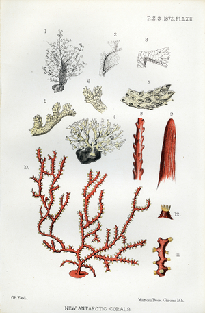 Antarctic Coral Species (print)