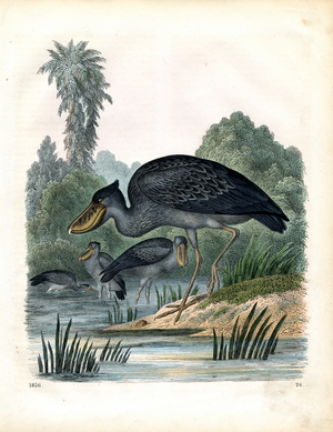 Shoebill at the Shoreline (hand-coloured engraving)