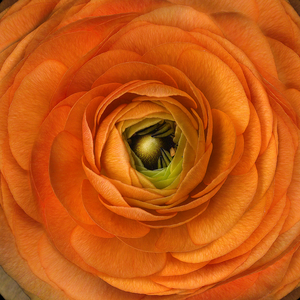 Coral Ranunculus Crop (photo)