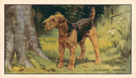 Dogs: Lakeland Terrier (colour litho)