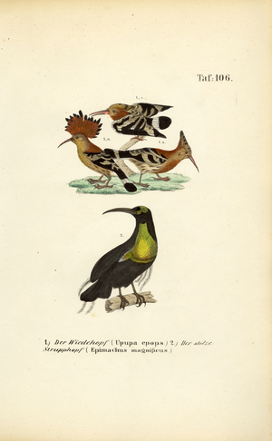 Hoopoe and Magnificent Riflebird, 1850 (lithography)