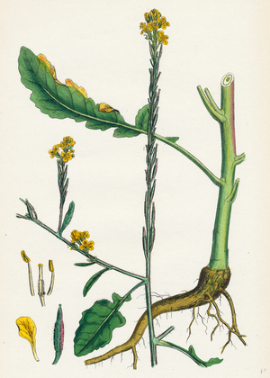 Brassica Adpressa Hoary Mustard