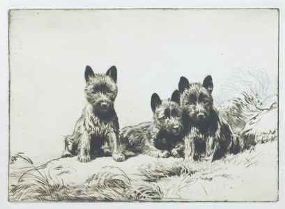 The Black Scotties (engraving)