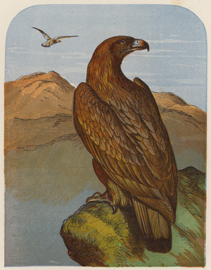 Eagle (colour litho)
