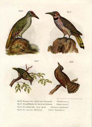 Grey-headed Woodpecker, 1864 (colour litho)