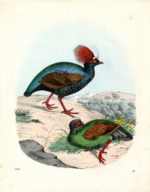 Himalayan Monal Pheasants in their natural habitat (engraving)