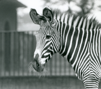 An female/jenny endangered Grevy's Zebra, London Zoo, July 1926 (b/w photo)