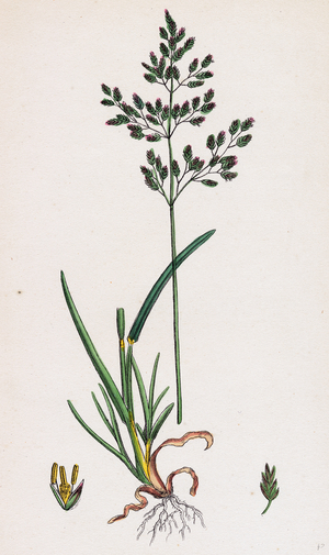 Poa Caesia Caesious Meadow-Grass