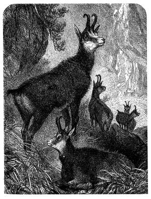 Chamois