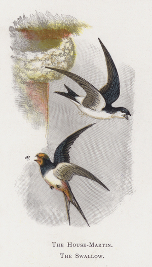 The House-Martin, The Swallow (chromolitho)