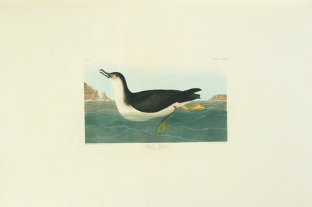 Puffinus puffinus, Manx shearwater, Plate 295 from John James Audubon's Birds of America, original double elephant folio, 1827-30 (hand-coloured aquatint)