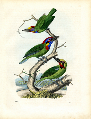 Colorful Barbets on a Tree Branch (engraving)