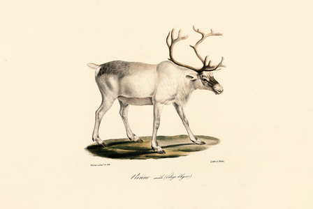 Reindeer (Male in Winter Coat), 1824 (hand-coloured litho)