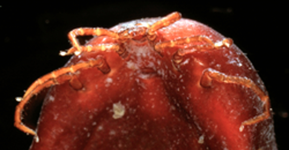 Ixodes ricinus
