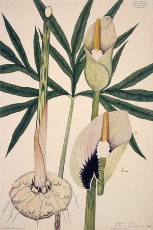 Dracontium