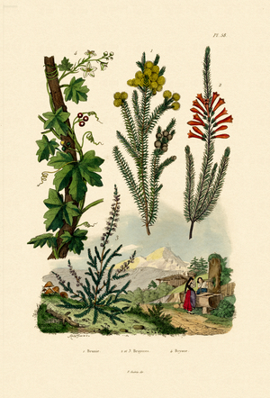 Coffee Bush, 1833-39 (coloured engraving)