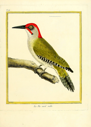 Green Woodpecker (Male) (print)
