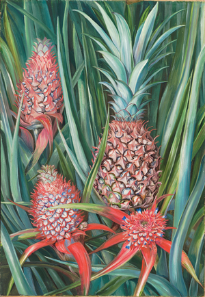 Wild pine apple in flower and fruit, Borneo, 1876 (oil on board)