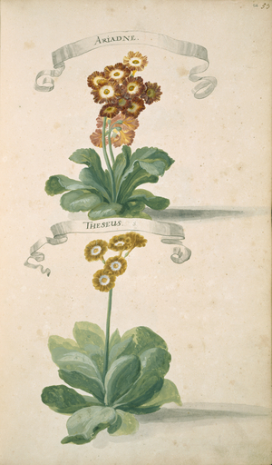 Auricula sp.