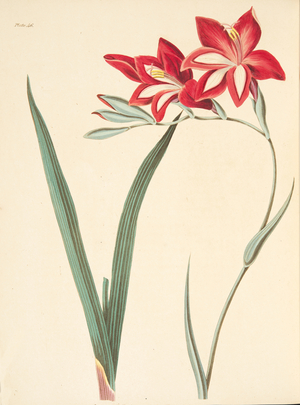 Superb Corn-Flag, from Floral Illustrations of the Seasons, pub. 1829 (hand coloured engraving)