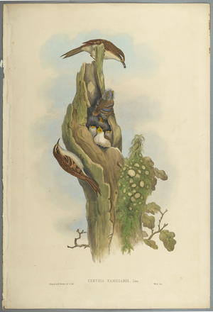 Certhia Familiaris - Tree Creeper (colour litho on wove paper)