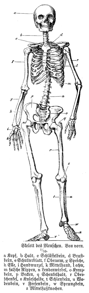 Human skeleton