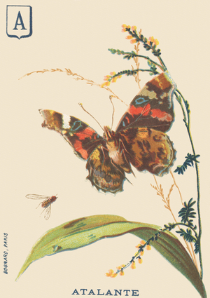 A : Atalante (Vanessa atalanta ou Vulcain) 