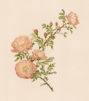 English Rose (colour litho)