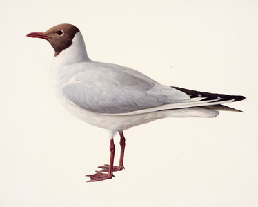 Study of a black-headed gull (oil on paper)