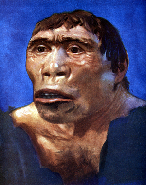 Reconstruction of Java Man (Pithecanthropus erectus) based on skull cap, thigh bone and 2 back teeth discovered in Pliocene fossil beds in Trinil, Central Java, by Dr Eugene Dubois in 1894.