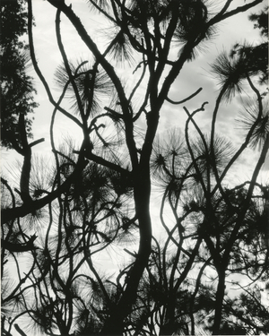 Tree and Snow, 1964 (silver gelatin print)