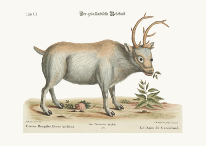 The Greenland Buck, 1749-73 (coloured engraving)