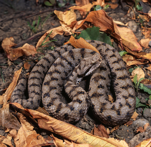 Vipera aspis (photo)
