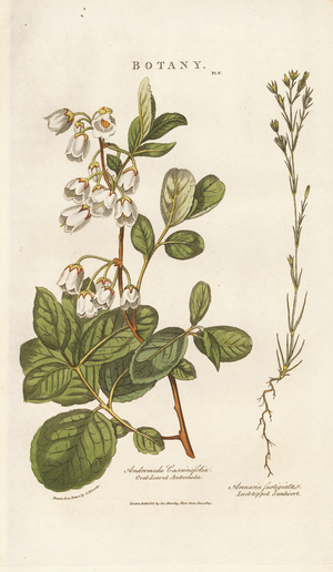 Andromeda and Sandwort, 1813 (engraving)