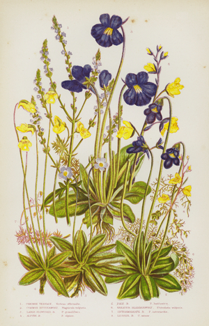 The Flowering Plants of Great Britain, c.1880 (litho)