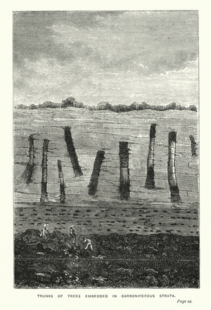 Trunks of Trees Embedded in Carboniferous Strata (engraving)