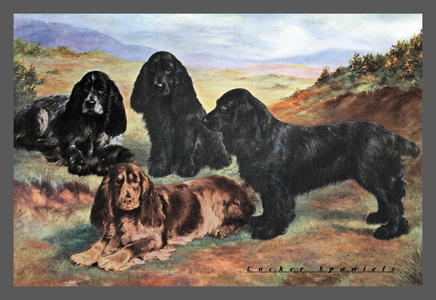 Four Cocker Spaniels (print)