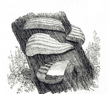 An engraving depicting Hoof fungus (Fomes fomentarius), the source of German tinder or touchwood. Specimens were left to grow to a large size so that the tinder was harvested, 19th century